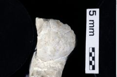 Foto (Detailansicht) von Decapoda indet. (NHMW-GEO-1990-0041-0424)